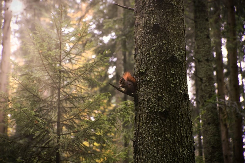 Nature immersion walks